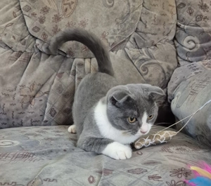 Törzskönyves 6 hónapos skót lógófülű bicolor lány cica eladó - kép 2