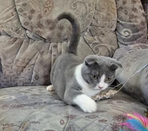 Törzskönyves 6 hónapos skót lógófülű bicolor lány cica eladó - kép 3