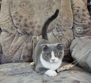 Törzskönyves 6 hónapos skót lógófülű bicolor lány cica eladó - kép 7