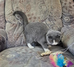 Törzskönyves 6 hónapos skót lógófülű bicolor lány cica eladó - kép 5