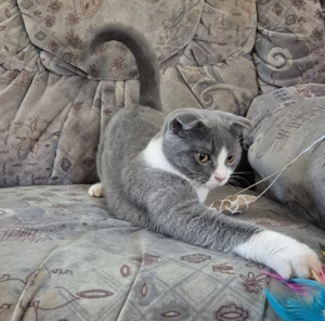 Törzskönyves 6 hónapos skót lógófülű bicolor lány cica eladó