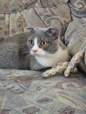 Törzskönyves 6 hónapos skót lógófülű bicolor lány cica eladó - kép 9