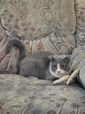 Törzskönyves 6 hónapos skót lógófülű bicolor lány cica eladó - kép 4