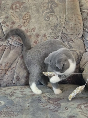 Törzskönyves 6 hónapos skót lógófülű bicolor lány cica eladó - kép 8