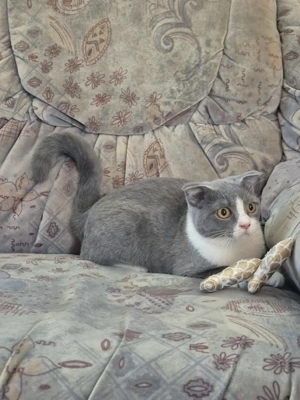 Törzskönyves 6 hónapos skót lógófülű bicolor lány cica eladó - kép 6