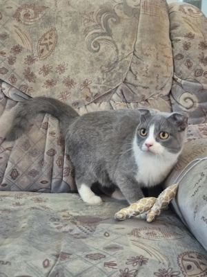 Törzskönyves 6 hónapos skót lógófülű bicolor lány cica eladó - kép 10