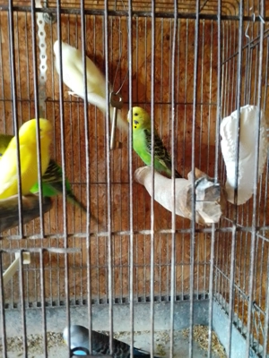 Hullámos papagájok