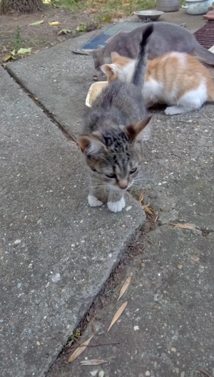 Kis cica gazdit keres! - kép 7