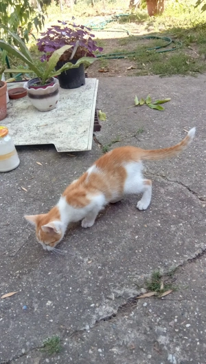 Kis cica gazdit keres! - kép 4