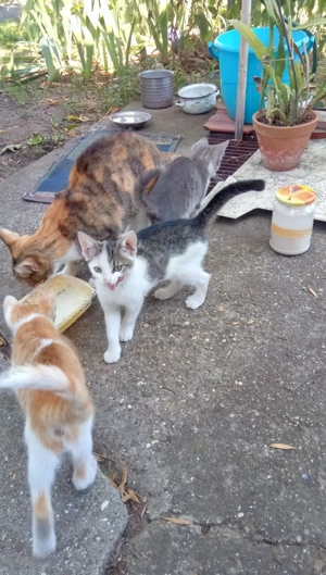 Kis cica gazdit keres! - kép 6