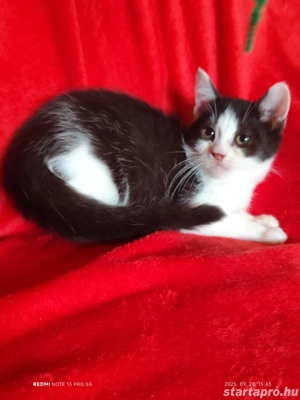 Félix fekete fehér brit - kép 2