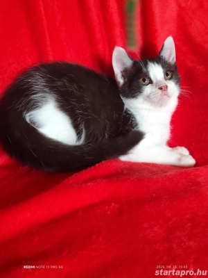 Félix fekete fehér brit - kép 3