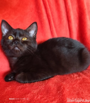 Fekete brit fiú elvihető  - kép 2