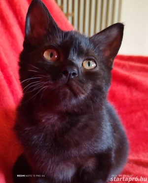 Fekete brit fiú elvihető  - kép 3