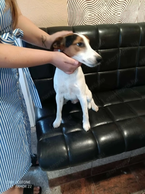 Ivartalanított, oltott, chipes foxi kan - kép 2