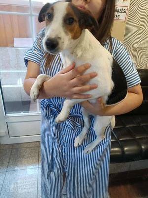 Ivartalanított, oltott, chipes foxi kan - kép 5