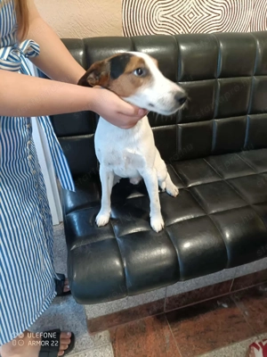 Ivartalanított, oltott, chipes foxi kan - kép 3