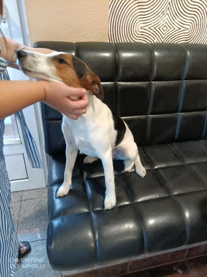 Ivartalanított, oltott, chipes foxi kan - kép 4