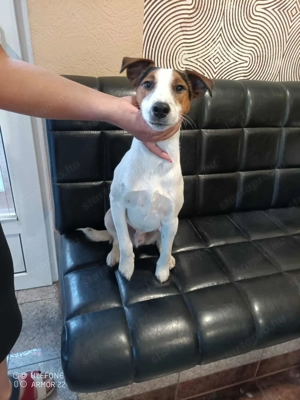 Ivartalanított, oltott, chipes foxi kan - kép 6