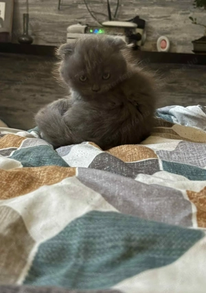 Skót lógó fülű cicák eladóak.