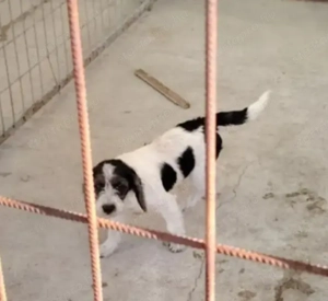 Jászladányi ebrendészeti telep gazdakeresői - kép 5