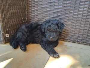 Éjfekete puli kölyök gazdára vár