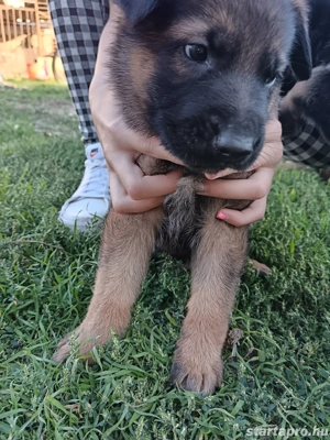 fajta tiszta németjuhász kiskutyák  - kép 2