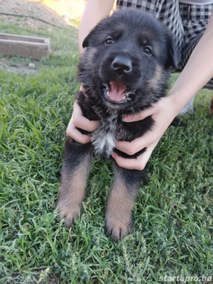 fajta tiszta németjuhász kiskutyák  - kép 3