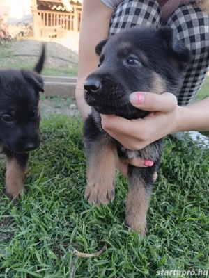 fajta tiszta németjuhász kiskutyák  - kép 4