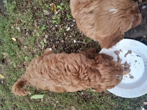 Cavipoo kiskutyák eladók. - kép 2