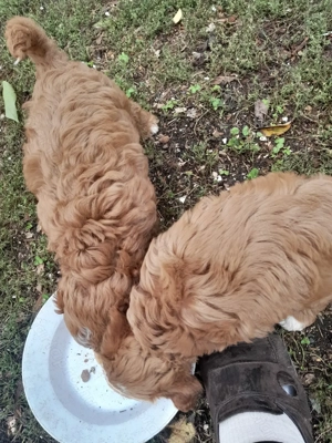 Cavipoo kiskutyák eladók. - kép 4