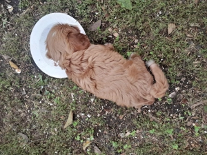 Cavipoo kiskutyák eladók. - kép 5