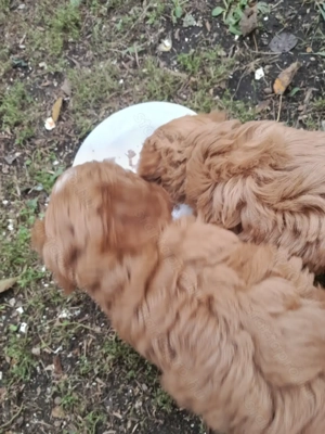 Cavipoo kiskutyák eladók. - kép 3