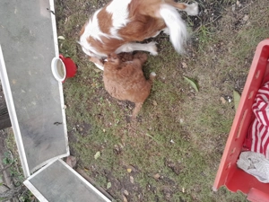 Cavipoo kiskutyák eladók. - kép 9