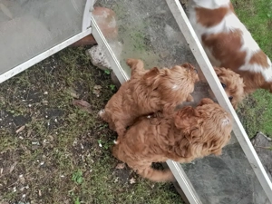 Cavipoo kiskutyák eladók. - kép 7