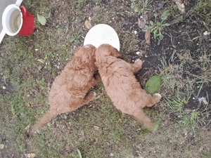 Cavipoo kiskutyák eladók. - kép 11