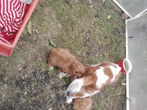 Cavipoo kiskutyák eladók. - kép 6