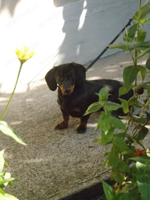 7 hónapos kan Törpe Tacskó eladó