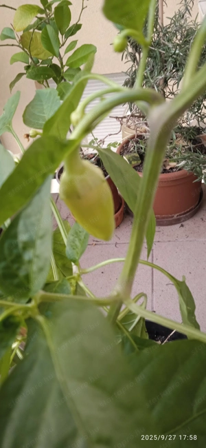 Bio paprika terméssel olcsón 