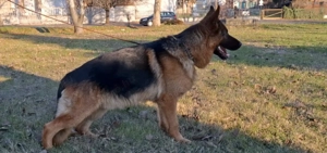 Eladó német juhász kan - kép 2