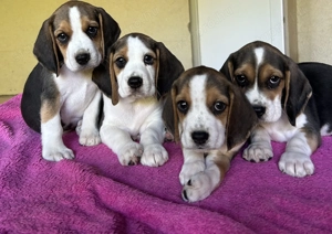 Beagle kutyusok gazdidodnának