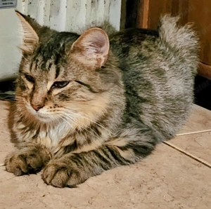 Fajtajellegű maine coon norvég erdei macska.