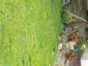 Hortobágyi Magyar kacsák eladók. - kép 4