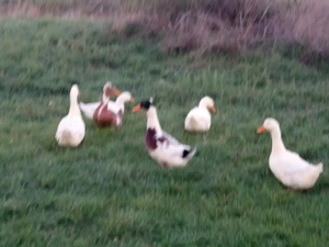 Hortobágyi Magyar kacsák eladók. - kép 3