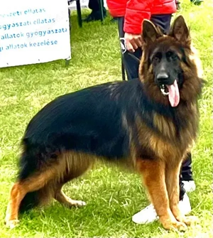 Német juhász németjuhász 2 éves Kan szuka - kép 6