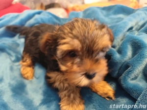 Yorkshire terrier kislányok eladók.