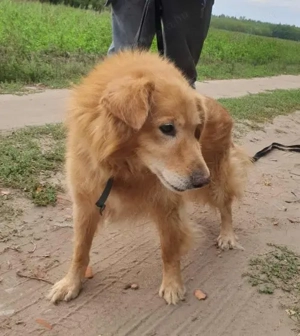 Rúfusz az idős kutya gyepmesteri telepről szabadult. Gazdit keresünk neki