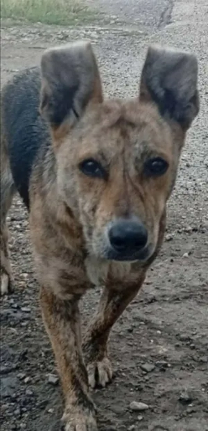 Gazdit keresünk a gyepmesteri telepről mentett Fülinek