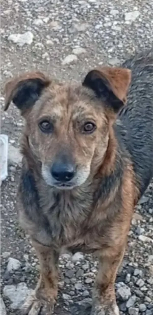 Gyepmesteri telepről mentett Babócának keresünk szerető gazdit