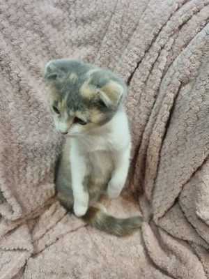 Skót lógófülű kislány tricolor 